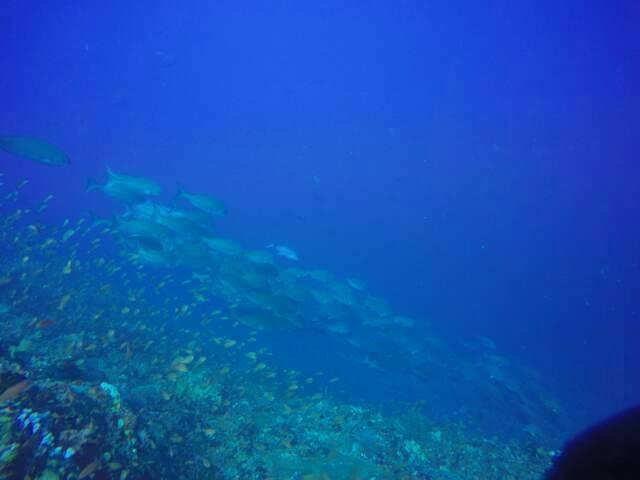 Anilao Scuba Dive Center Hotel Batangas Exterior photo