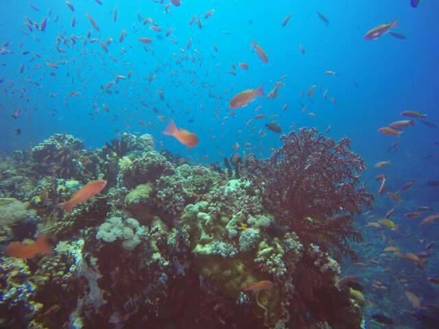 Anilao Scuba Dive Center Hotel Batangas Exterior photo